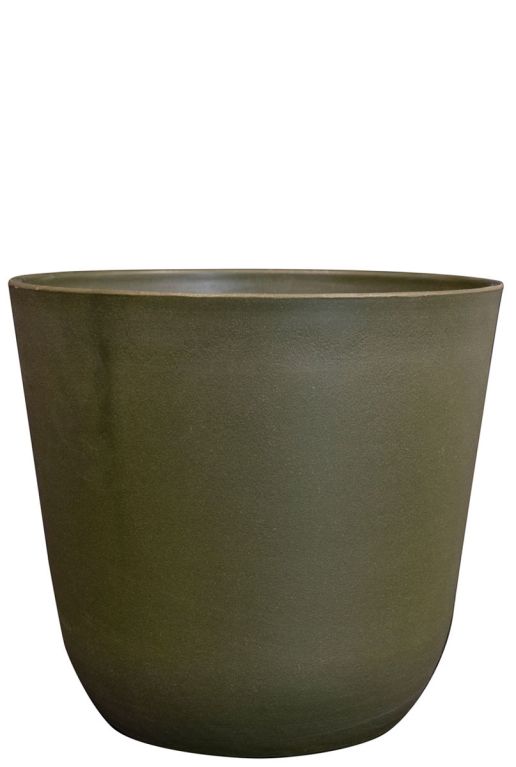 Epipremnum Pinnatum Global Green
