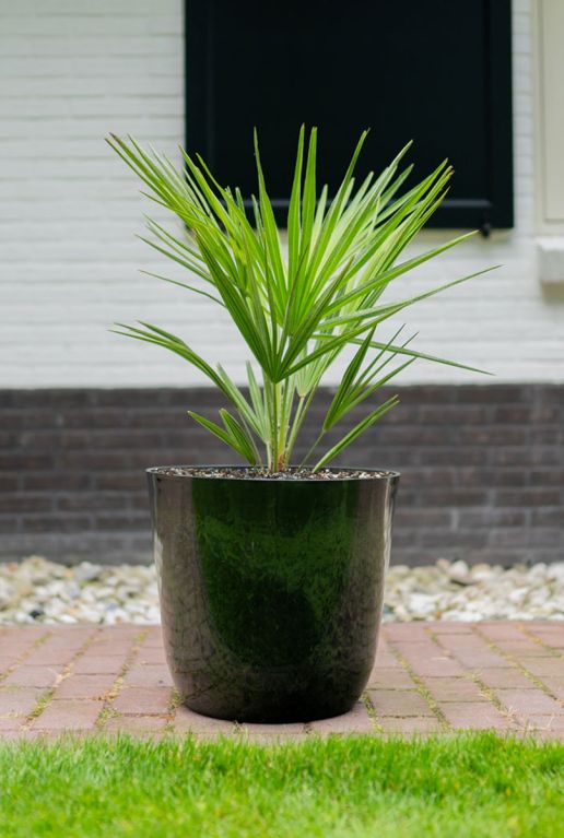 Epipremnum Pinnatum Global Green