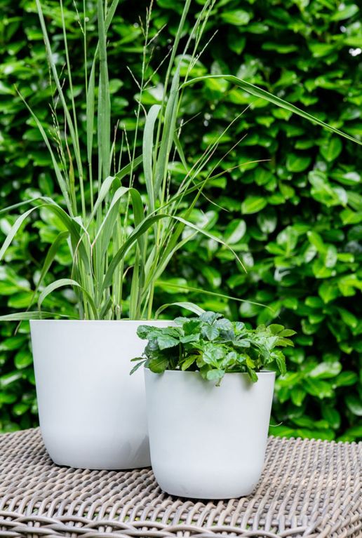 Epipremnum Pinnatum Global Green