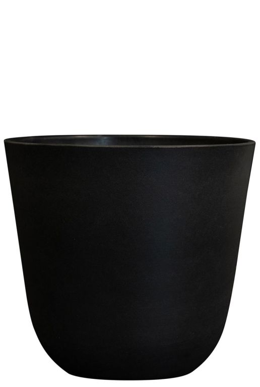 Epipremnum Pinnatum Global Green