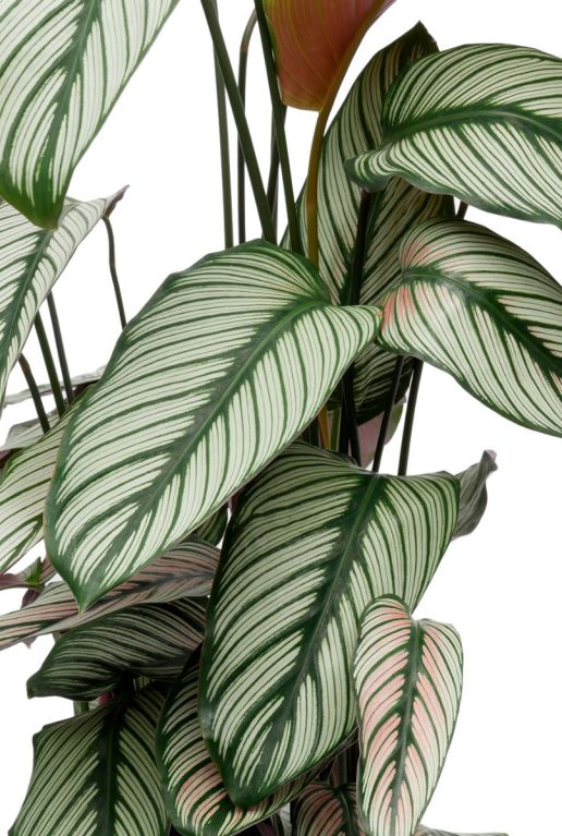 Calathea whitestar pauwenplant