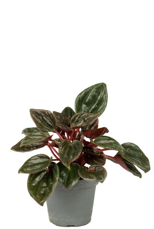 Hoya Krohniana Silver blad