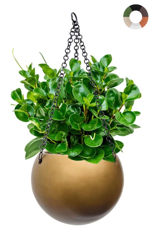 Hoya Krohniana Silver blad
