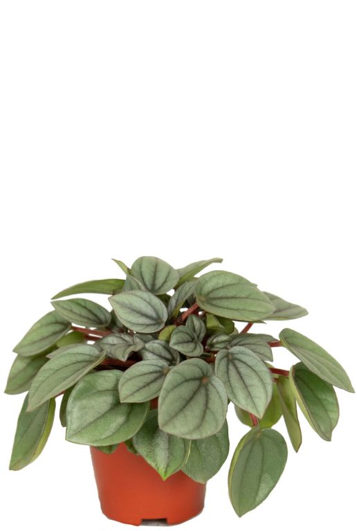 Hoya Krohniana Silver blad