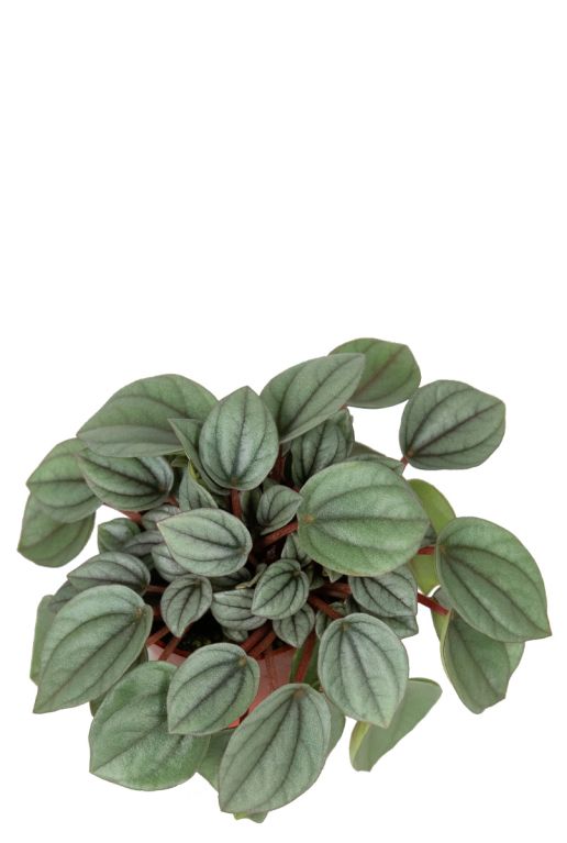 Peperomia milano planten