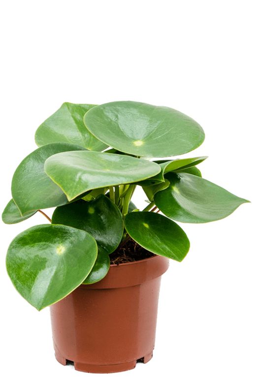Monstera Siltepecana