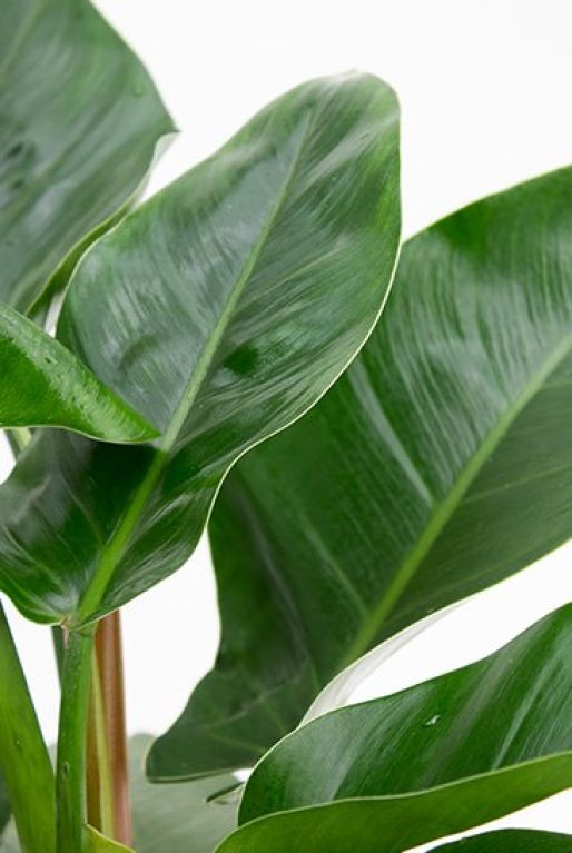 philodendron feuilles impériales