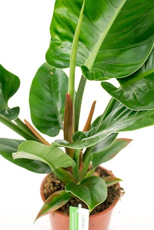 Hoya Krohniana Silver blad