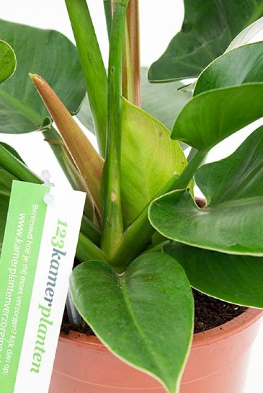 Philodendron Imperial Green