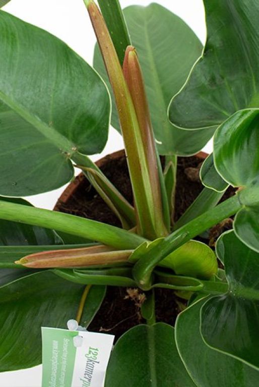 Philodendron Imperial Green