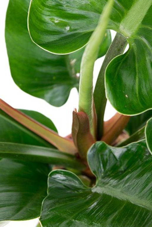 Hoya Krohniana Silver blad