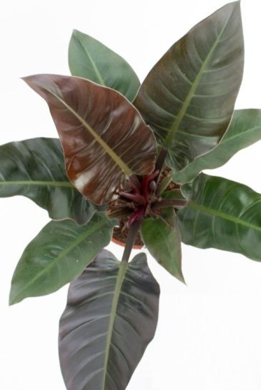 Hoya Krohniana Silver blad