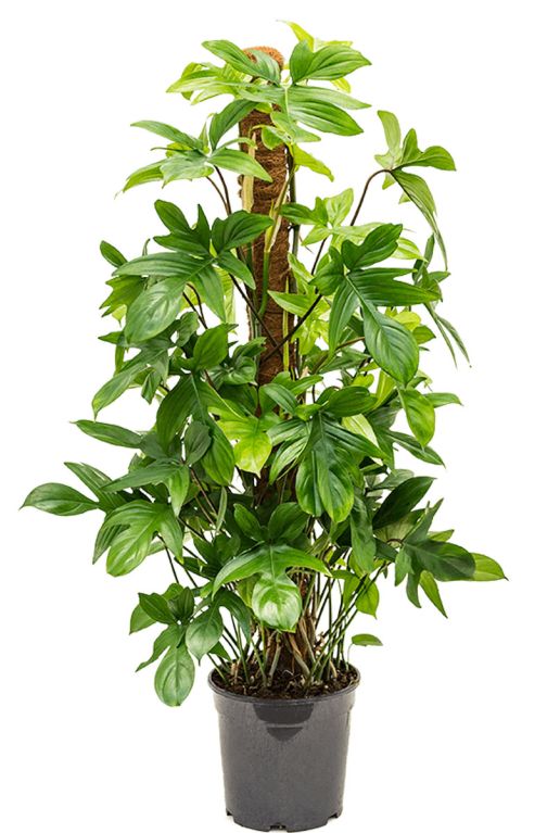 Philodendron pedatum