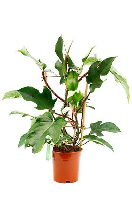 Philodendron overig