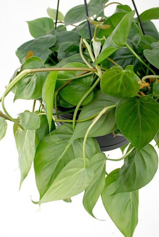 Groene bladeren van de Philodendron Scandens