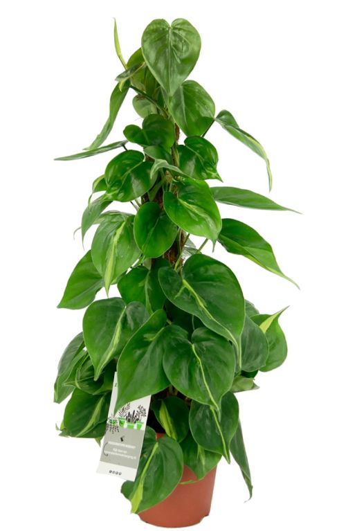 Hoya Krohniana Silver blad