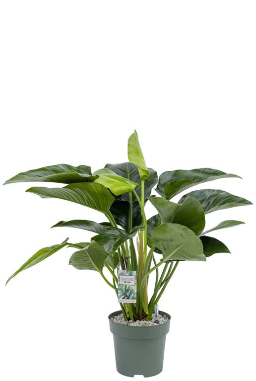 Hoya Krohniana Silver blad