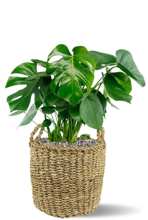 Monstera Siltepecana