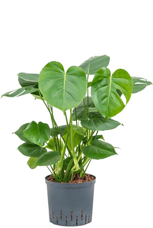 Monstera Siltepecana