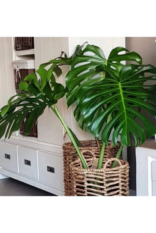 Philodendron monstera planten 19 stek