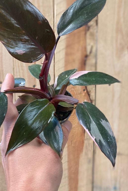 Hoya Krohniana Silver blad