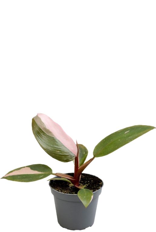 Hoya Krohniana Silver blad