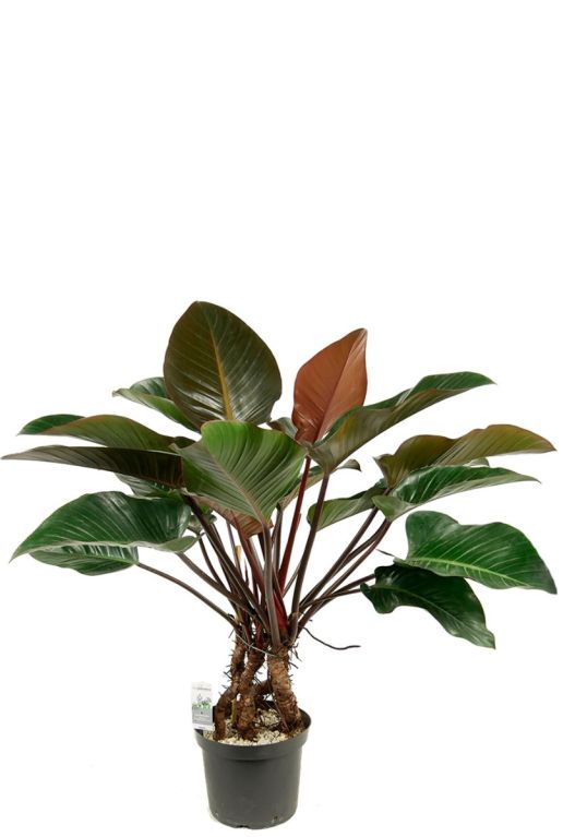 Philodendron red beauty