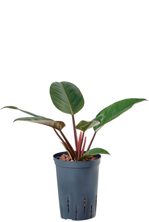Syngonium Pink Splash