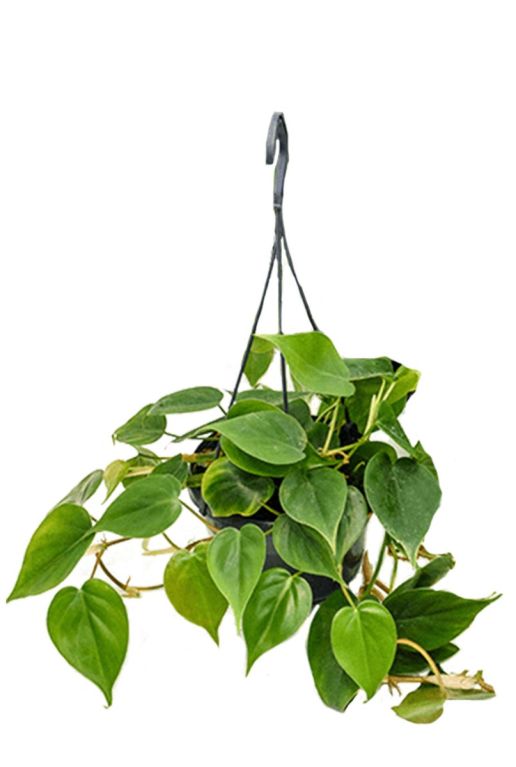 Hoya Krohniana Silver blad