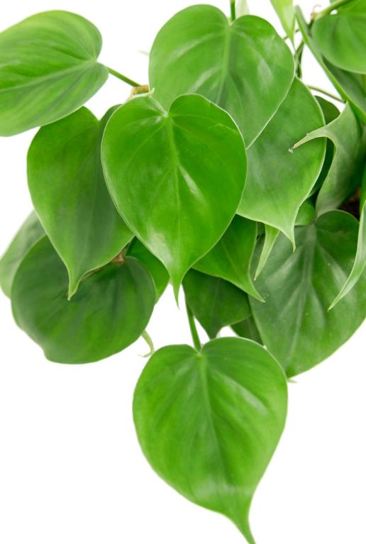 Hoya Krohniana Silver blad