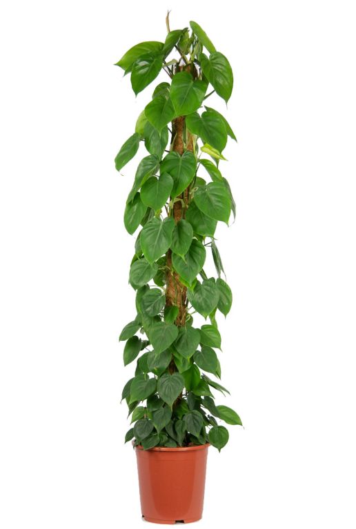 Hoya Krohniana Silver blad