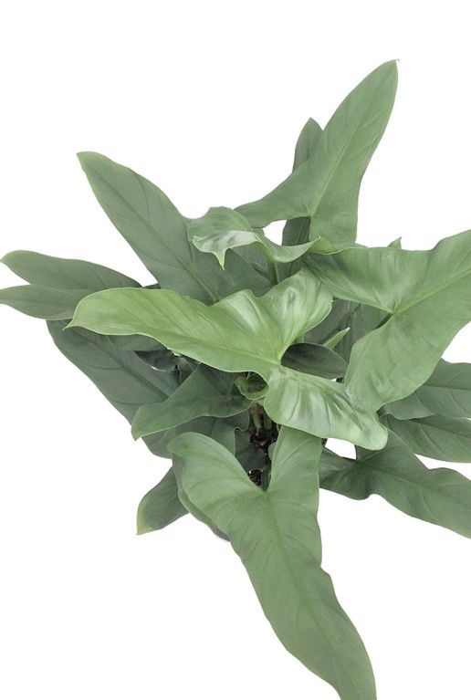 Hoya Krohniana Silver blad