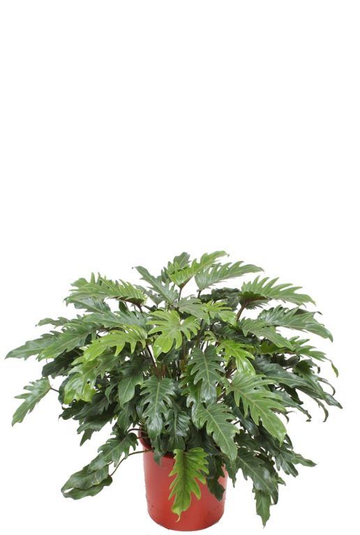 Syngonium Red Spot blad