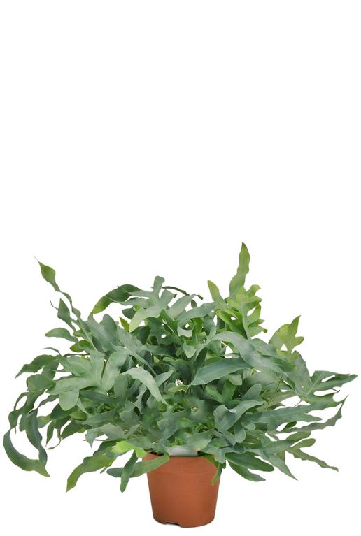 Hoya Krohniana Silver blad