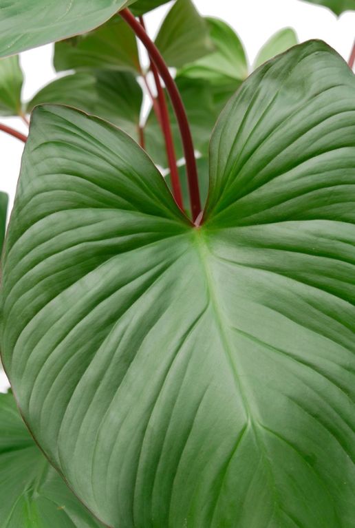 Syngonium Pink Splash