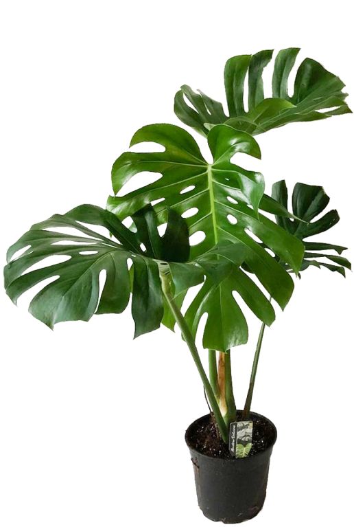 Monstera Siltepecana
