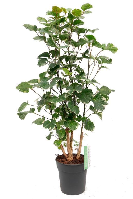 Aralia Balfourii