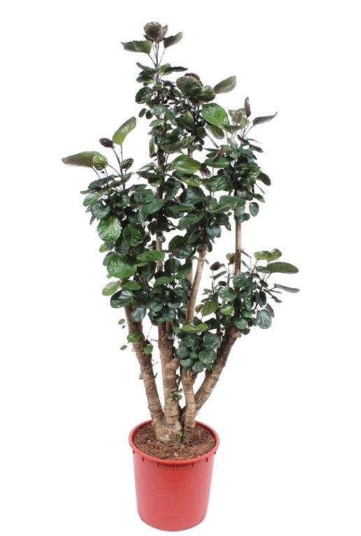 Hoya Krohniana Silver blad