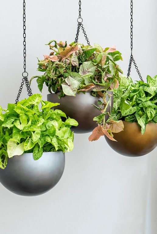 Potten hangplanten