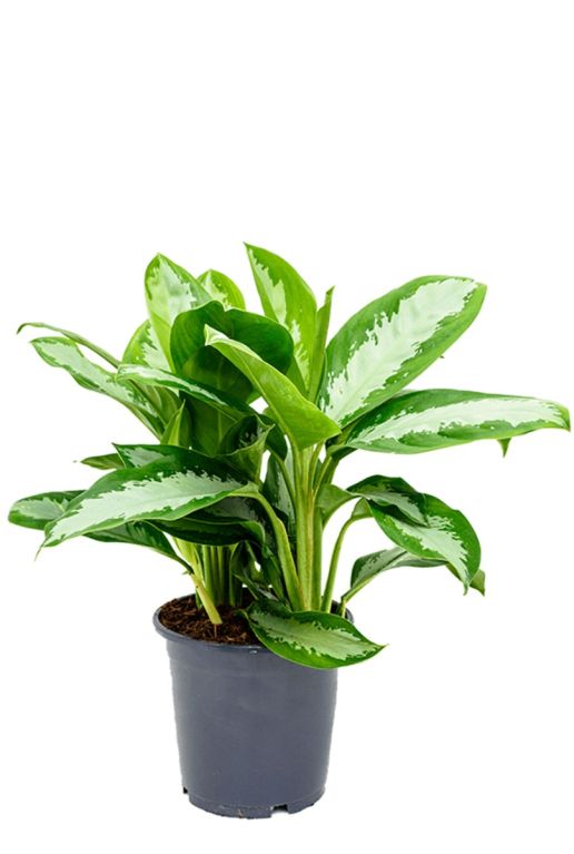 Prachtige aglaonema diamond bay