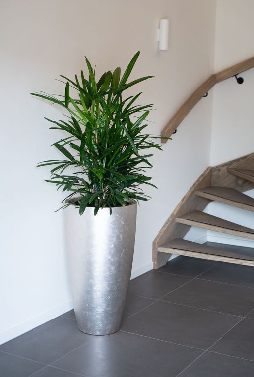 Monstera Siltepecana