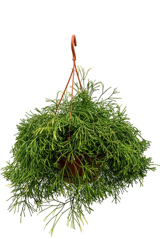Rhipsalis clavata hangplant