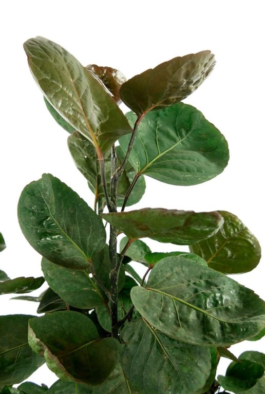 Hoya Krohniana Silver blad