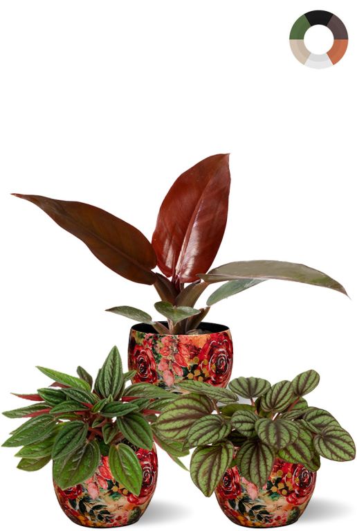 Hoya Krohniana Silver blad