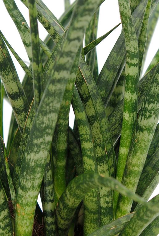 Gestreepte donker groen met licht groene bladeren