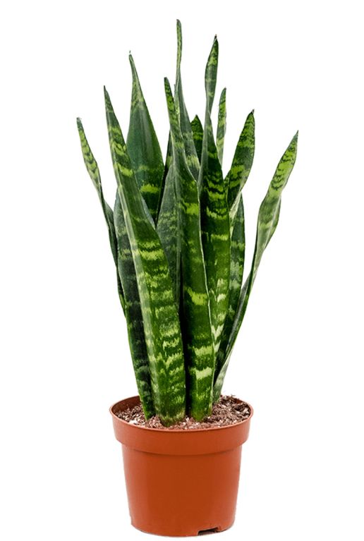 Sansevieria black coral