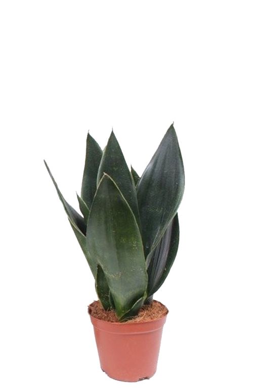 makkelijke Sansevieria futura plant