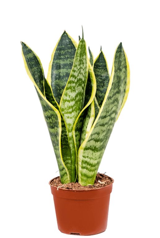 Hoya Krohniana Silver blad
