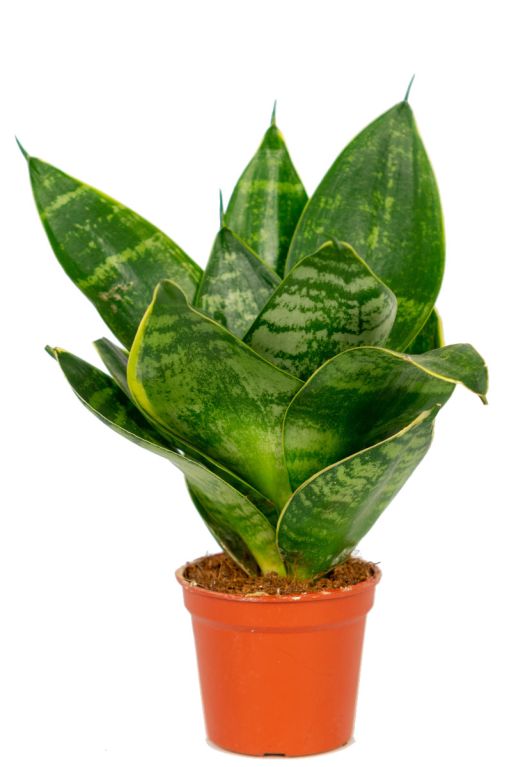 Hoya Krohniana Silver blad
