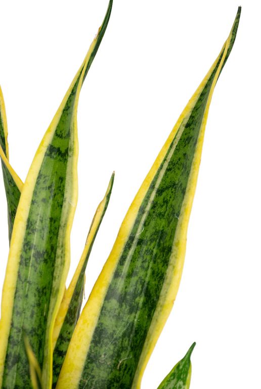 Sansevieria laurentii blad